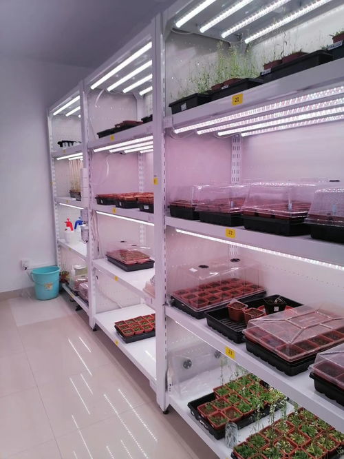 植物工廠技術(shù)核心 組培室與消聲室的視覺(jué)圖集
