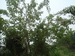 采摘節之桑葚爭鋒